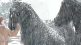 Friesian Horses in Snow  Thuringia Germany [upl. by Fanchie]