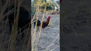 Jungle fowl rooster countrychicken [upl. by Nakhsa]