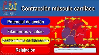 Contracción del músculo cardíaco  Contracción del músculo cardíaco fisiología [upl. by Iglesias]