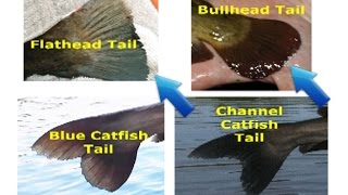 How to identify catfish  flathead blue channel white catfish bullhead and other species [upl. by Acsisnarf]