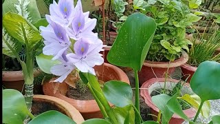 Water Hyacinth Flower Care and tips [upl. by Burnaby]