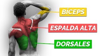 Rutina INTELIGENTE de ESPALDA y BÍCEPS de CALISTENIA [upl. by Atinyl]