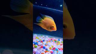 Severum fish cichlid  Aquarium fish  Cichlid fish parrotfishtank aquariumfish aquariumlife [upl. by Tecu]