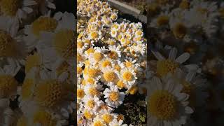 Honey bee 🐝 and flowers 🌼chill music flowers follow foryou [upl. by Liagiba]