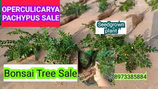 operculicarya pachypus Sale Seedgrown low maintanance Bonsai plant 8973385884 Whats app message [upl. by Yesteb38]