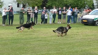 Croatian Army 🐕 Hrvatska Vojska 🐕Vježba Pukovnije Vojne policije 🐕Mogućnost i uporaba službenih pasa [upl. by Lorianne]