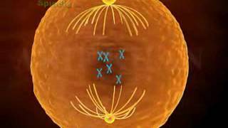 Phases of mitosis cell Division [upl. by Eolcin]