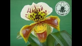 Orchidee Istruzioni per luso Paphiopedilum [upl. by Schoenfelder]