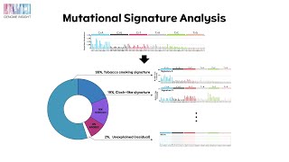 4 Mutational Signature in Cancer Genome [upl. by Guthrey437]