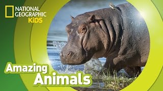 Hippo  Amazing Animals [upl. by Ibrab]