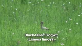 Birds of Poland  Gulls Terns amp Waders [upl. by Oiluarb572]