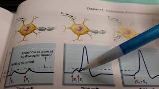 Graded Potentials EPSPs IPSPs and Summation [upl. by Akyre]