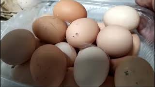 Organi Eggs  Farm Life in Spain 🇪🇸 organic egg chicken [upl. by Damalis]