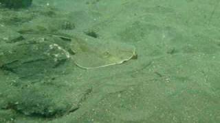 Thornback Guitarfish [upl. by Rapsac163]