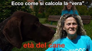 Ecco come si calcola la “vera” età del cane [upl. by William484]