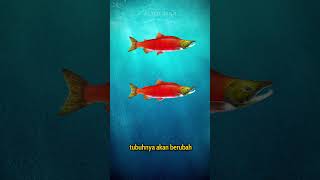 Ikan salmon Alaska bertubuh merah [upl. by Nalod]