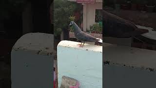 NASAL HONI CHAHIYE PAAL TO HAR KOI LETA HAI KABUTAR trading pigeon kabutor bird vairalvideo 1k [upl. by Ynohta964]