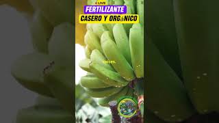 fertilizante Casero y Orgánico jardineríaencasa fertilizantesnaturales [upl. by Nnalatsyrc]