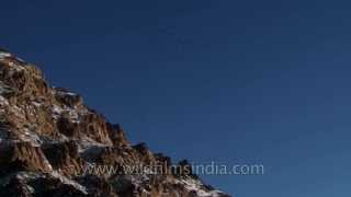 Choughs circling overhead at the birding hotspot  Ladakh [upl. by Eilatan350]