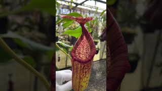 Item Short BE4042  N burbidgeae x petiolata carnivorous nepenthes [upl. by Itsim521]