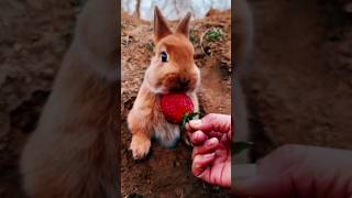 cute bunny rabbit eating food cute cuterabbit rabbiteating animals rabbitfood [upl. by Nuncia921]