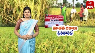 Good results with MTU 1310 amp 1321 Paddy new varieties by ELuru farmer  ETV [upl. by Ioved87]