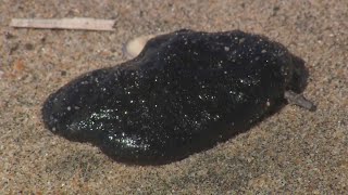 Oil Blobs Wash Onto California Beaches [upl. by Abey]