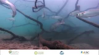 Tallebudgera Creek Fish Habitats [upl. by Kimura970]