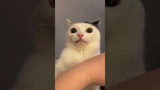 Cat bites his owner and then realizes what he’s done 😹 [upl. by Tarsuss]