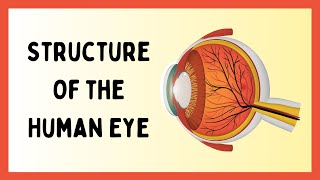 The Insane Structure of the Human Eye [upl. by Nylorac]