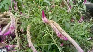 plumed cockscomb plant [upl. by Moses105]