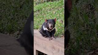 Tassie devil [upl. by Gilson]