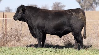 Lot 66 EVT22T693 Peakes Bowen 2024 [upl. by Theadora]