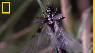 Les ailes de ce perceoreille sont une prouesse de la nature [upl. by Ilse]