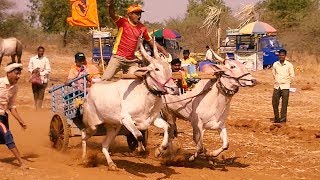 Hadalaga white bullocks pulling a cart [upl. by Dovev]