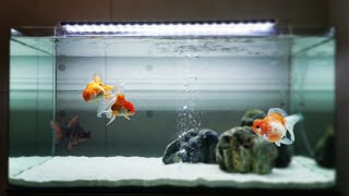 Top 10 Amazing Goldfish Tank  Beautiful Goldfish Aquariums 2021 [upl. by Favian]