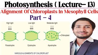 Photosynthesis Lecture 13 part4 Alignment of Chloroplasts in Mesophyll cells [upl. by Ardnasxela]