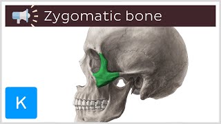 Zygomatic bone  Anatomical Terms Pronunciation by Kenhub [upl. by Ytram]