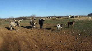 Cattle Update  Late Winter 2024 [upl. by Lacram225]