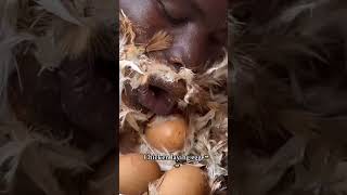 Chicken Laying Eggs funny trending chicken eggs [upl. by Adnoma]