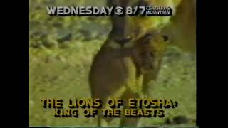 The Lions of Etosha King of the Beasts promo 1984 [upl. by Brandenburg]