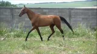 Akhalteke mare Margiana  FOR SALE [upl. by Clarie]