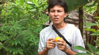 Cocona Fruit Plantation Solanum Sessiliflorum near Paucarina Lodge Iquitos [upl. by Kuhlman]