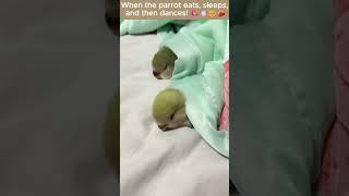 When the parrot eats sleepsand then dances 🦜 animals pets youtubeshortsshorts [upl. by Glimp575]