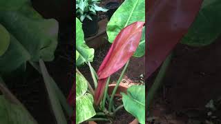 Philodendron prince Albertgardentamizha thamizhachigarden gardenplants shorts [upl. by Apthorp]