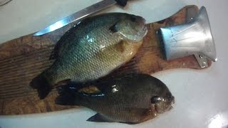 How To 6 Filleting Bluegill and Other Sunfish Regular Fillet Knife [upl. by Bozuwa]