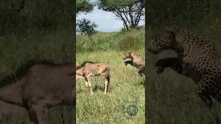 Wildebeest hunting by beast👹 4k animals wildlife wildebeest [upl. by Gilman192]