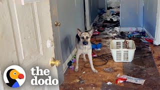 German Shepherd Rescued From Abandoned Home Gets The Best Holiday Surprise  The Dodo [upl. by Marron888]