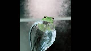 夜のグミガエル Fleischmanns Glass Frog [upl. by Tevis]