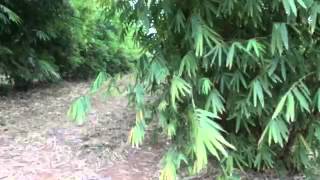 Bamboo Plantation Gimbi Congo [upl. by Anahpets922]